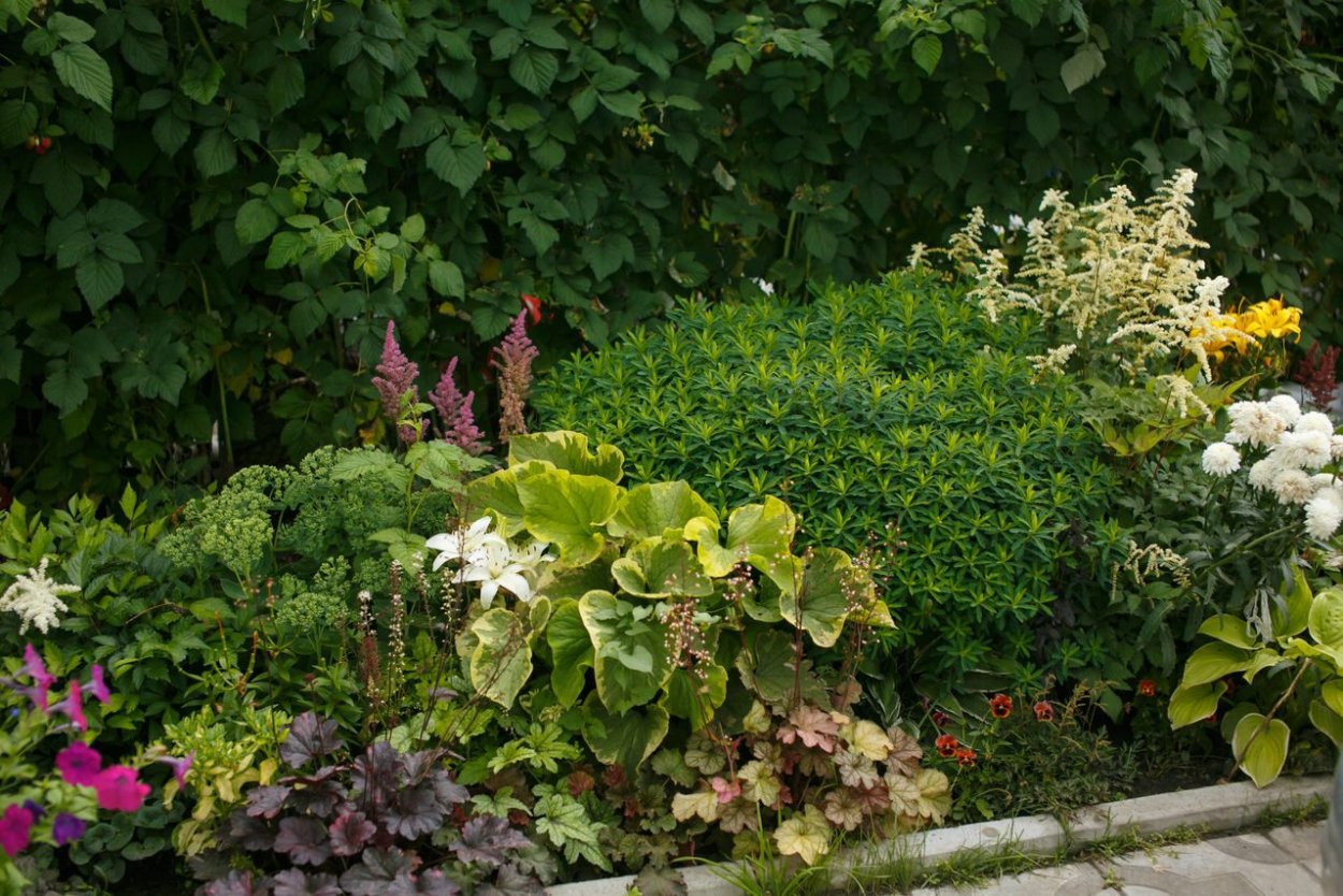 Клумба Хоста астильба гейхера