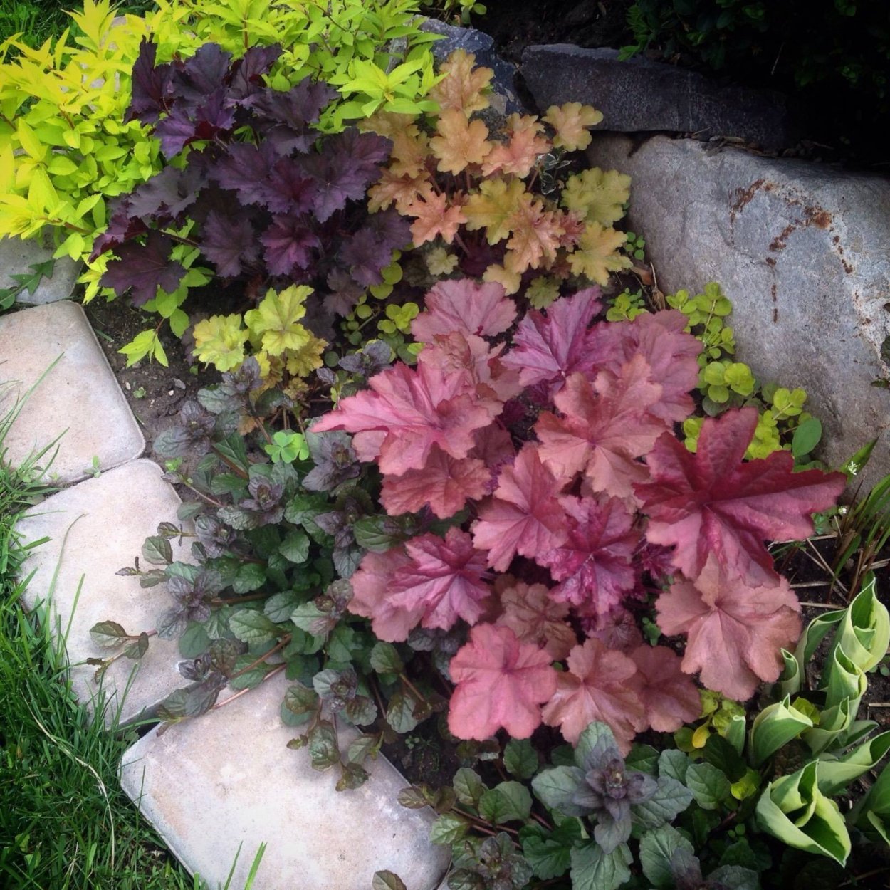Гейхера и Хоста на клумбе