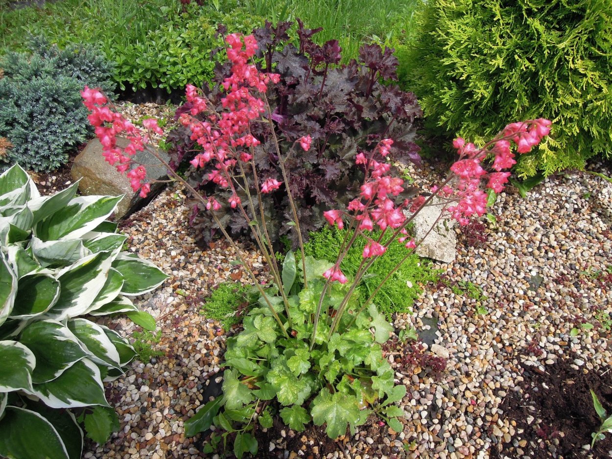 Гейхера в клумбе