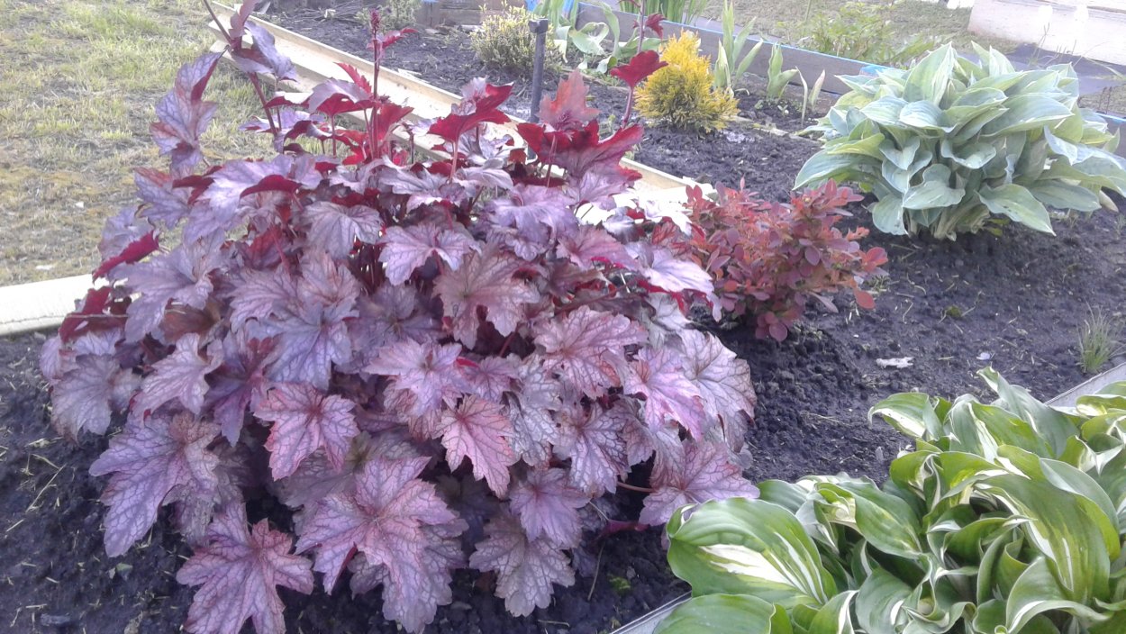 Гейхера Плуто