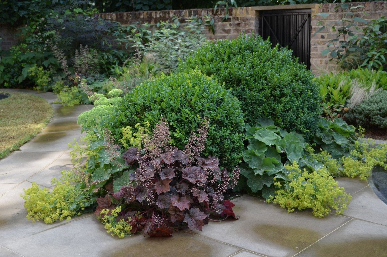 Клумба гейхера бадан можжевельник