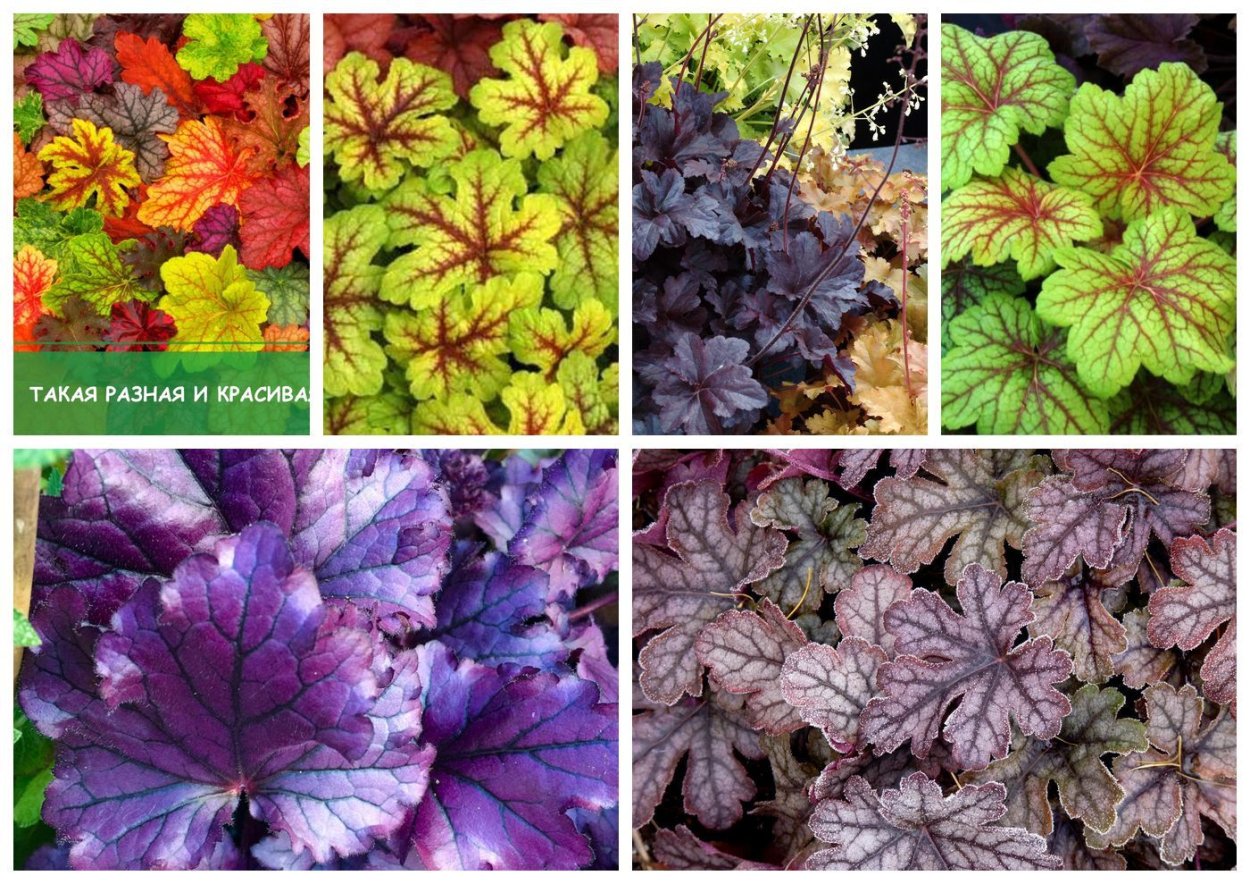 Гейхеры они разных цветов они очень красивые просто