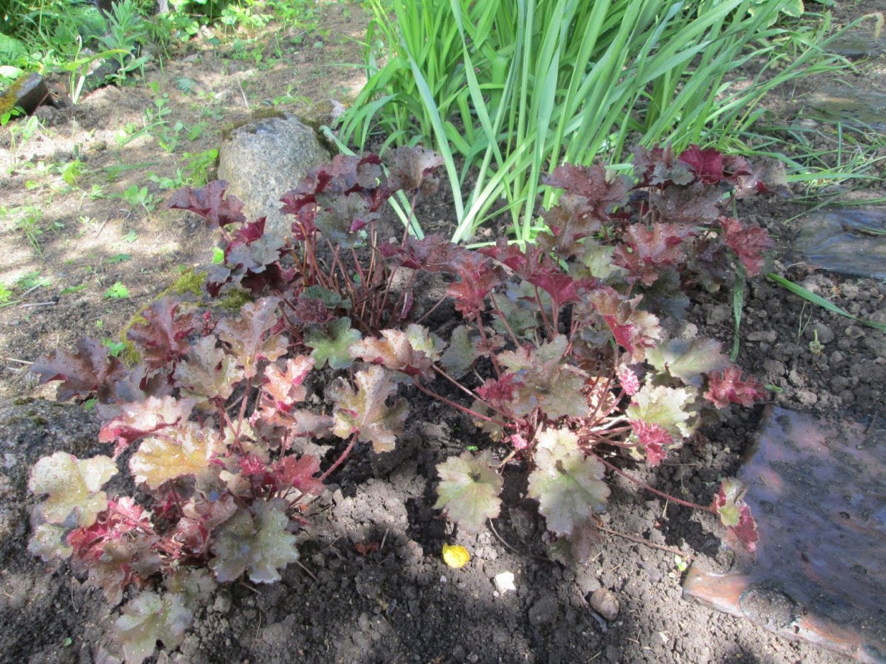 Гейхера и лилейники