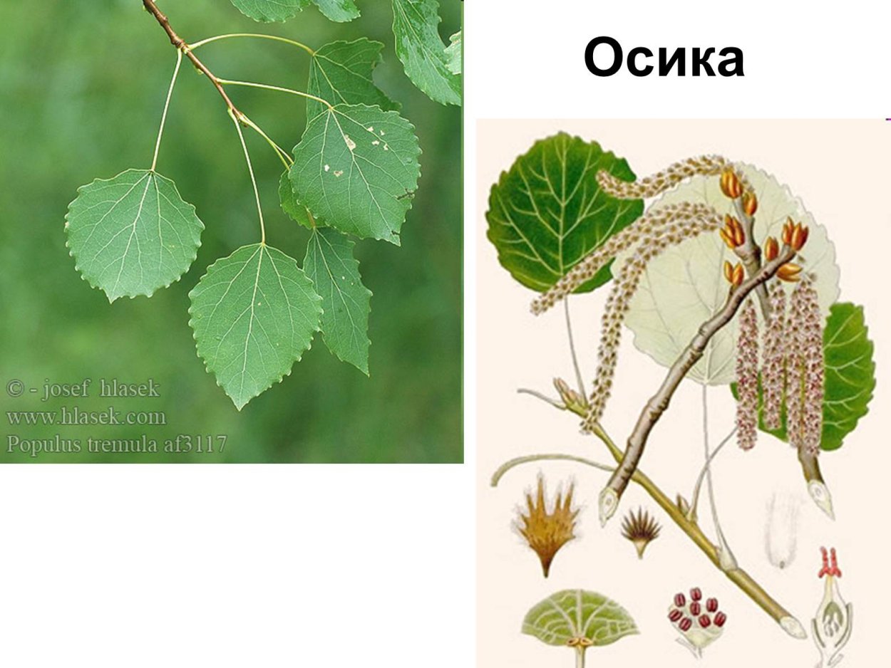 Ольха черная листья