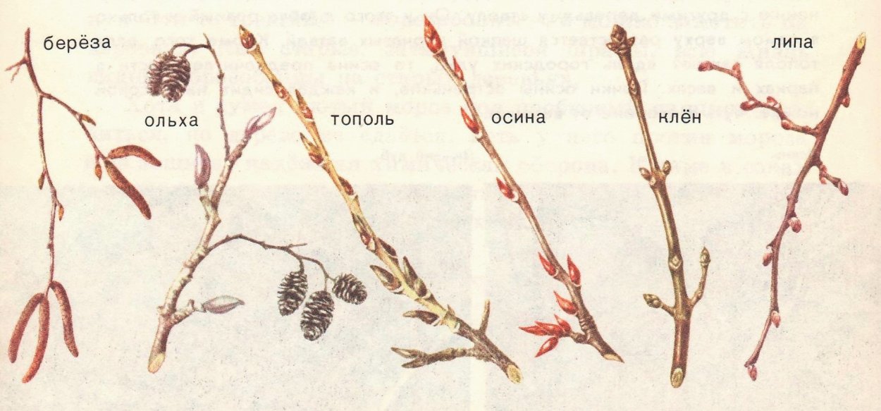 Береза бородавчатая