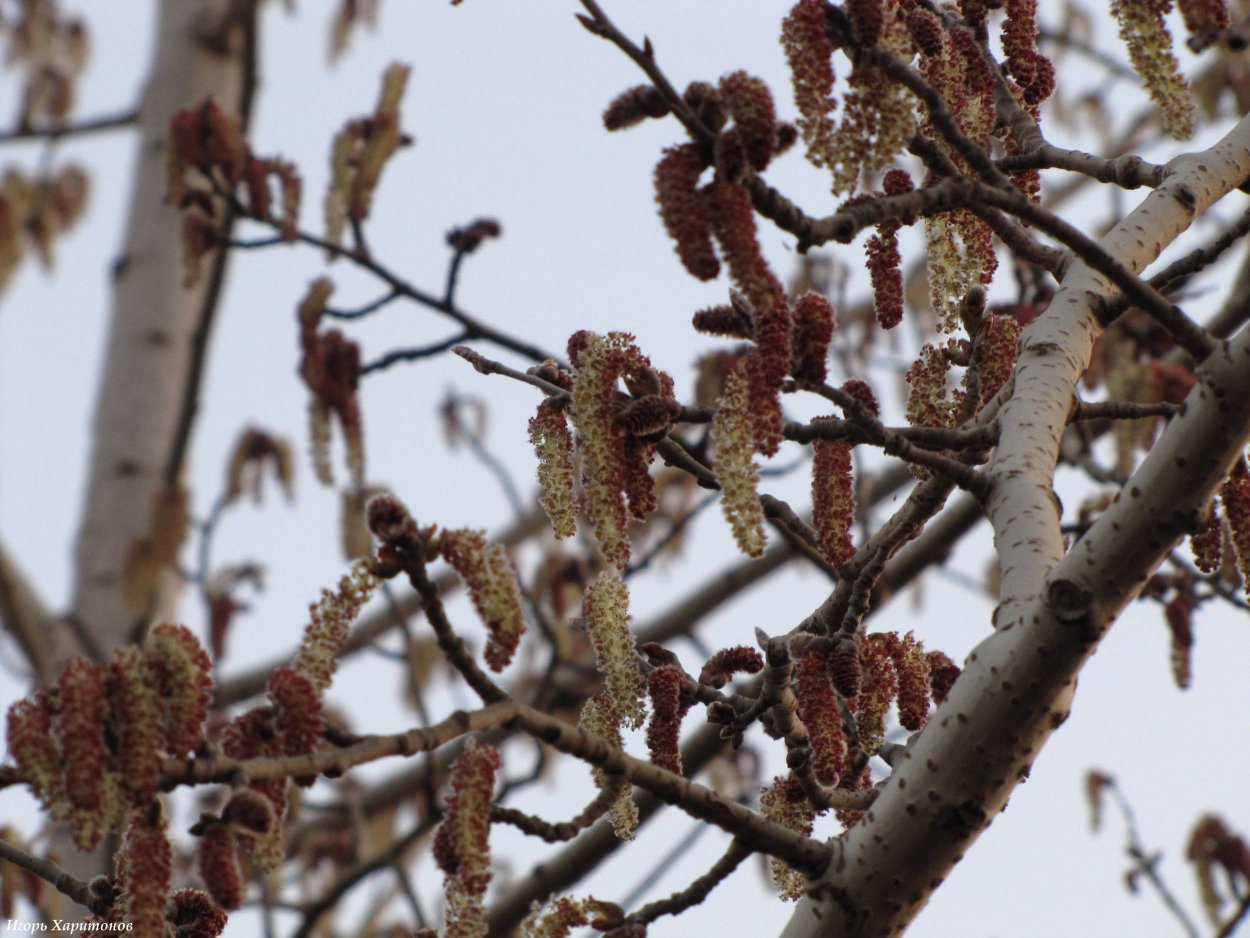 Береза бородавчатая сережки