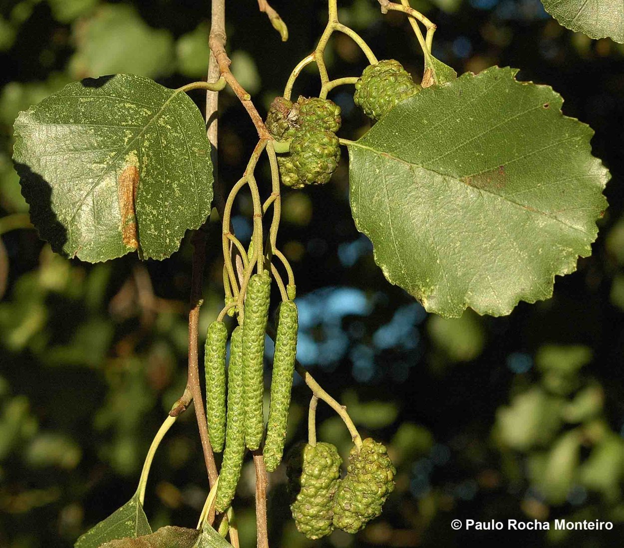 Ольха Alnus glutinosa
