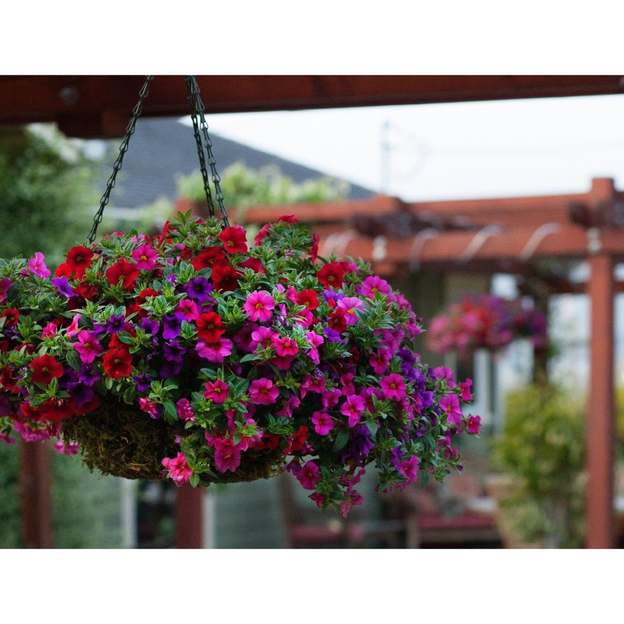 Бакопа сурфиния калибрахоа