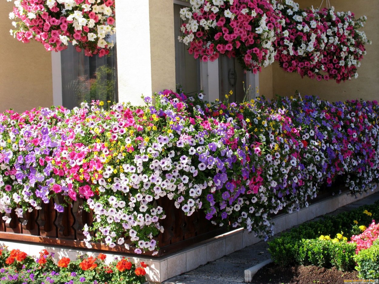 Сурфиния калибрахоа