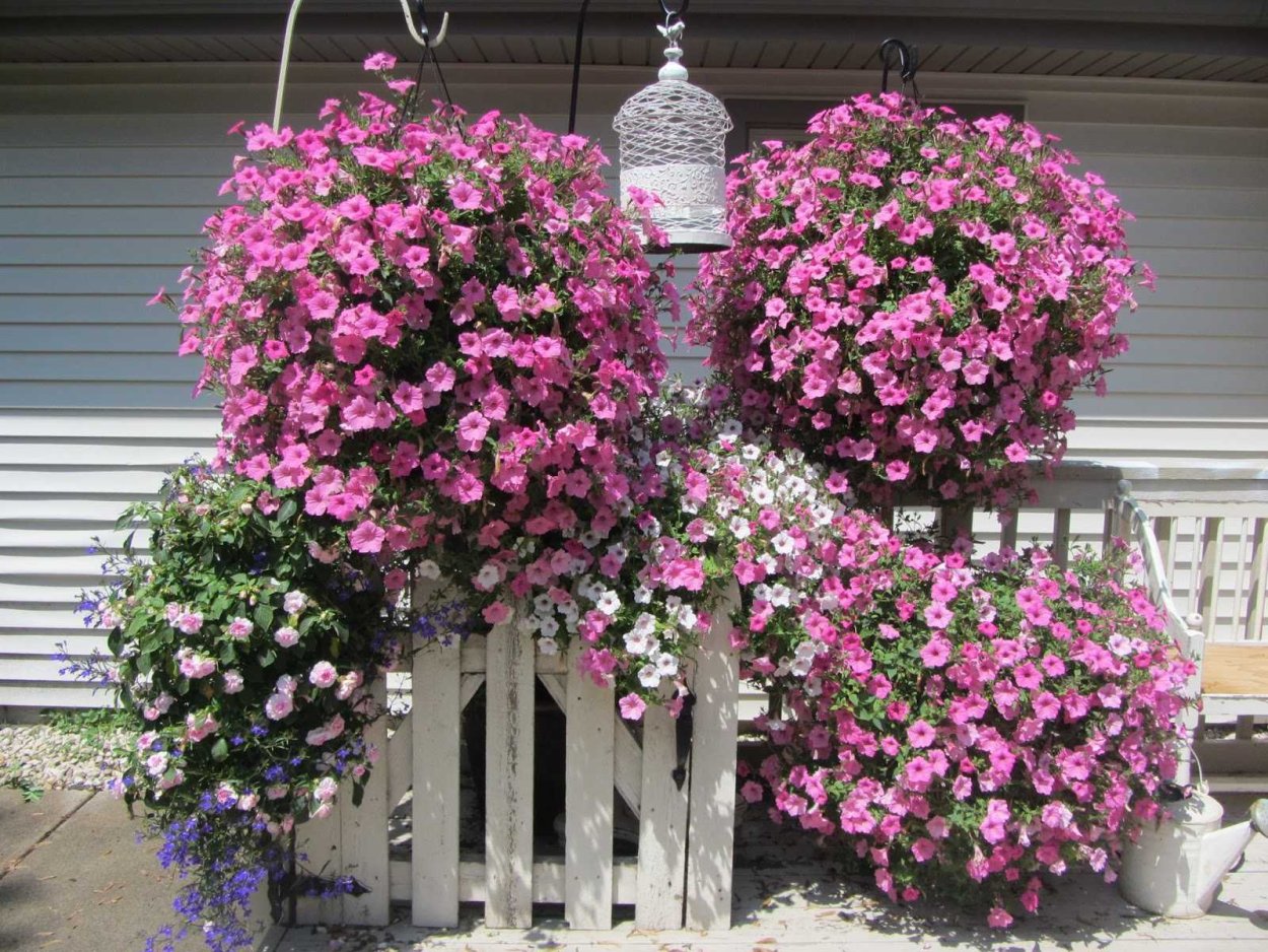 Петуния опера Распберри айс