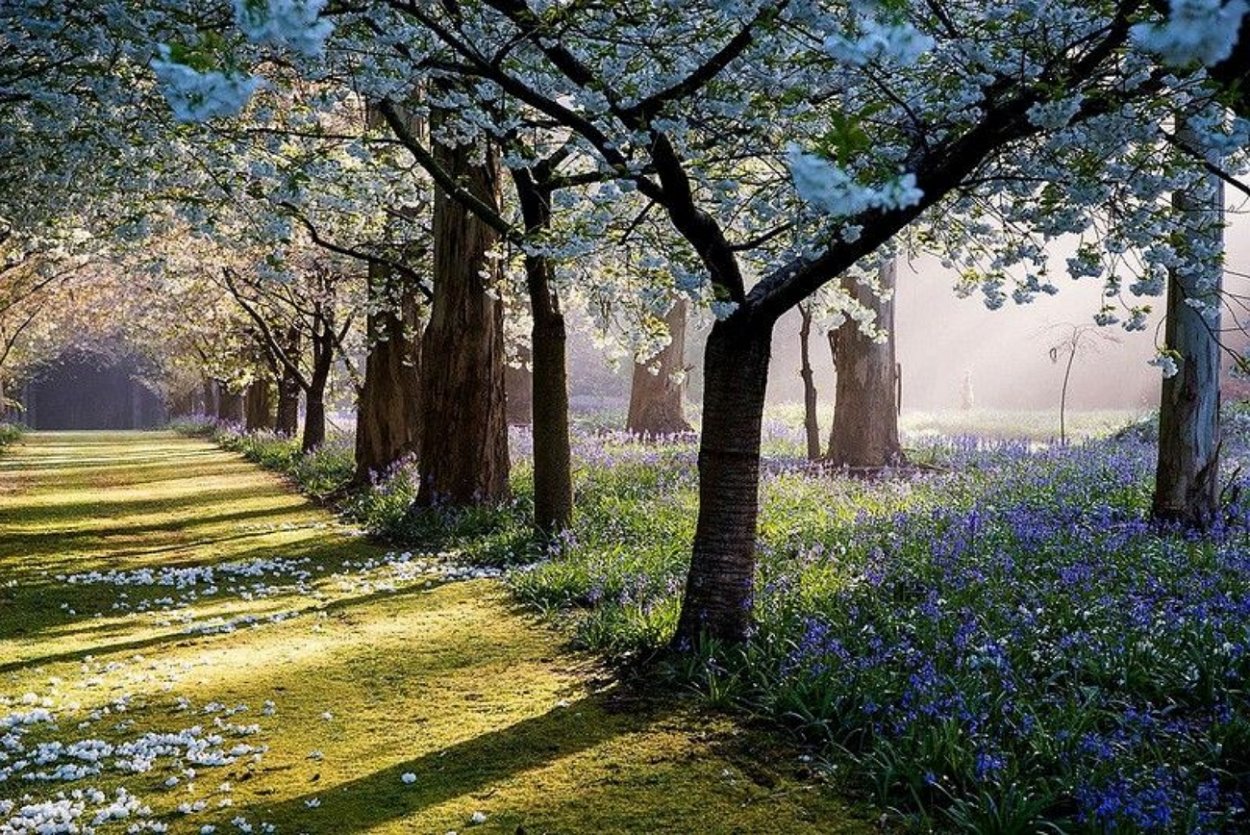 Весенний сад (Spring Topiary Garden)