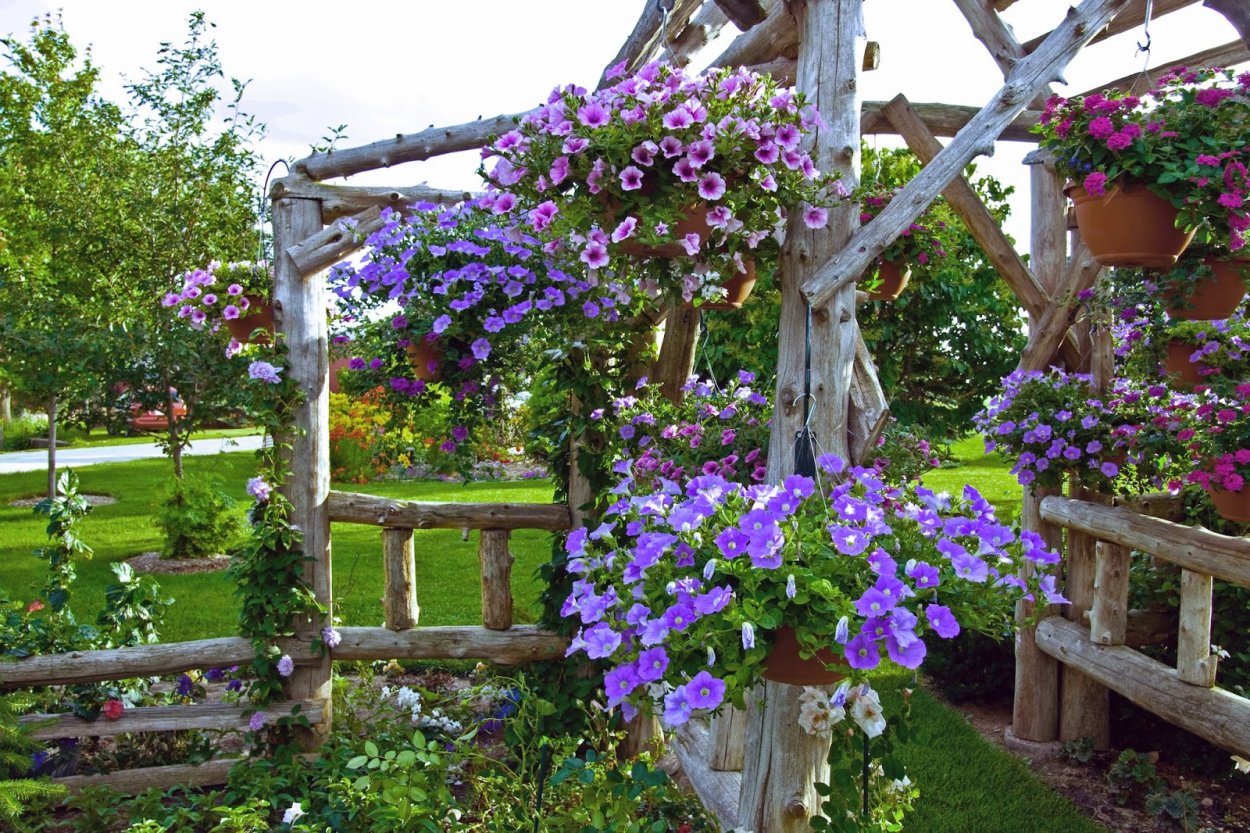 Ампельные петуния на перголе