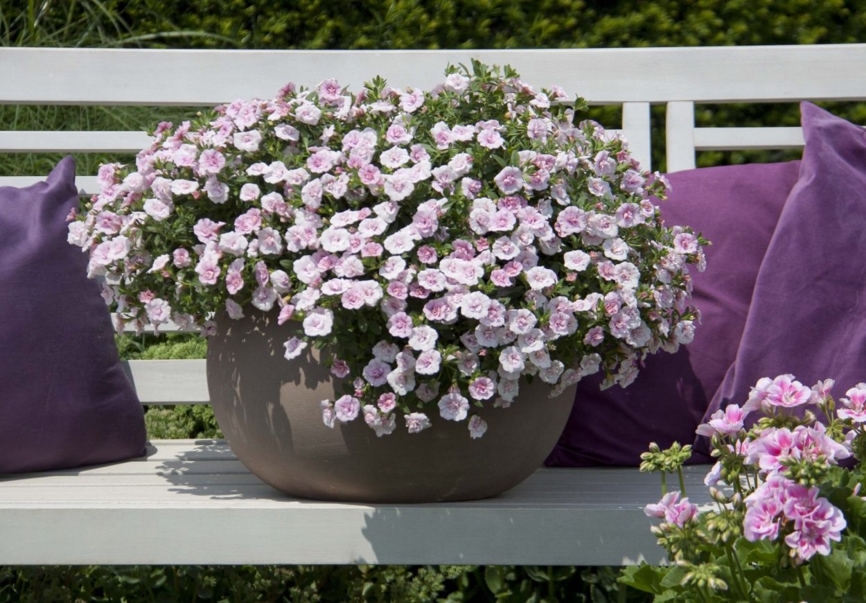 Калибрахоа ампельная белая