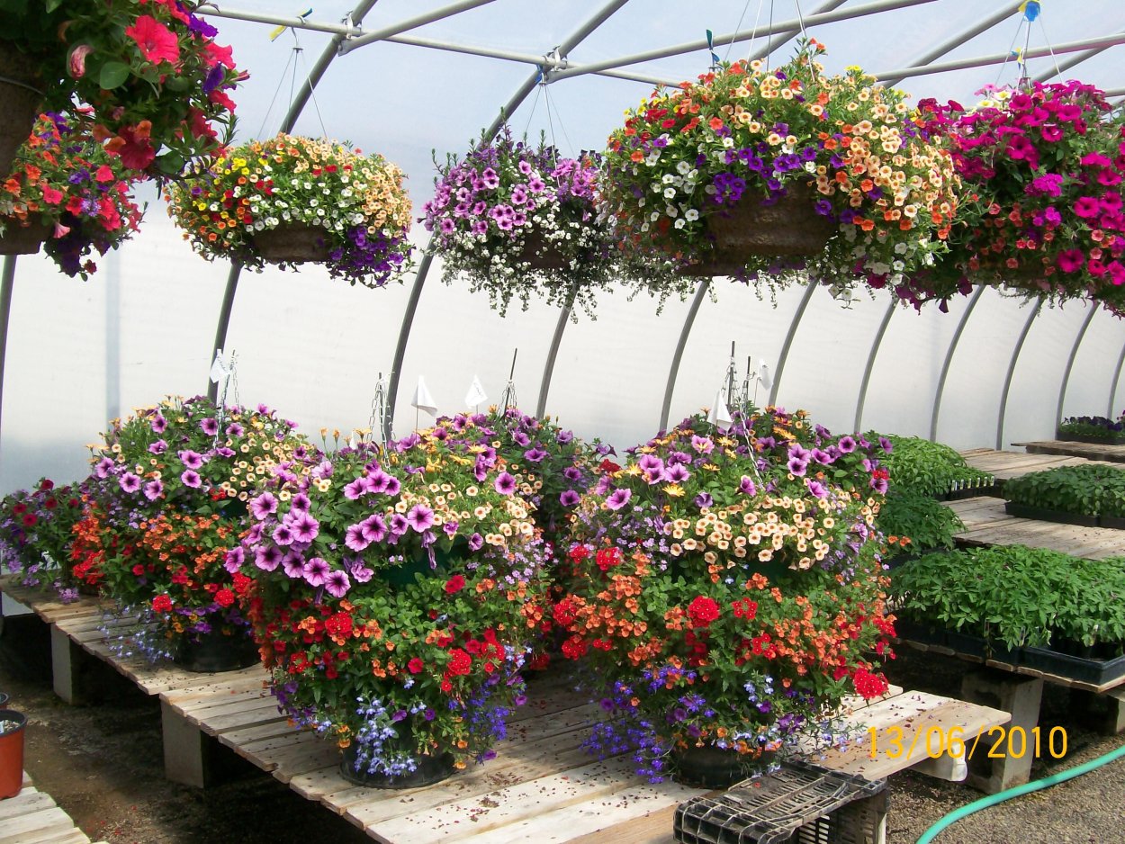 Ампельная клумба