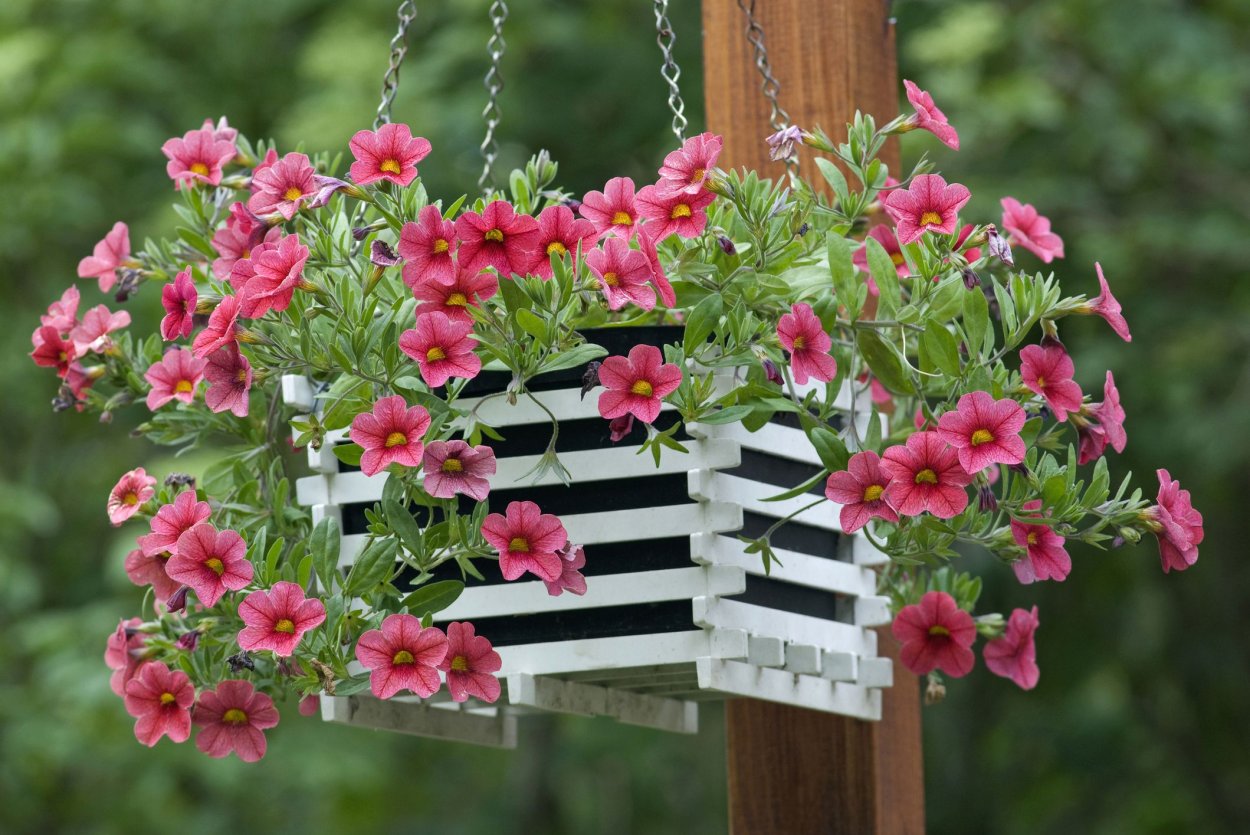 Ампельная петуния в саду