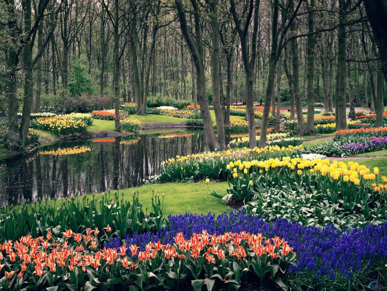 Keukenhof Tulip Garden