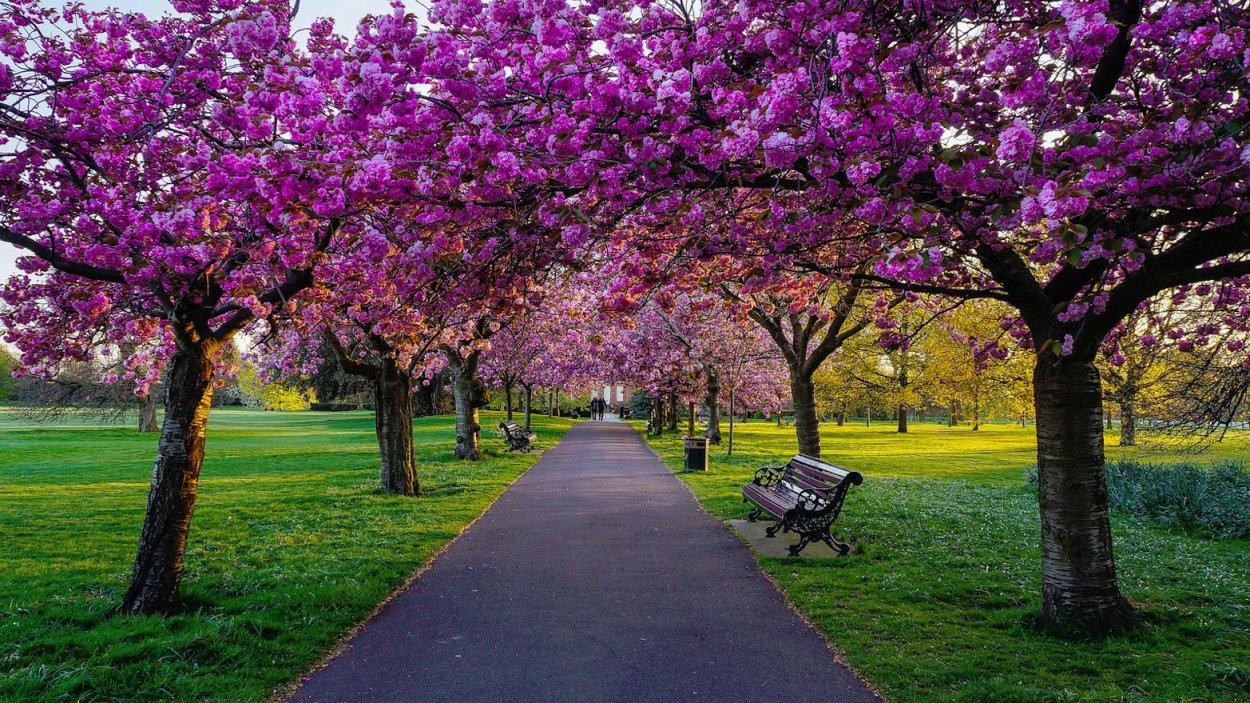 Keukenhof Gardens Нидерланды
