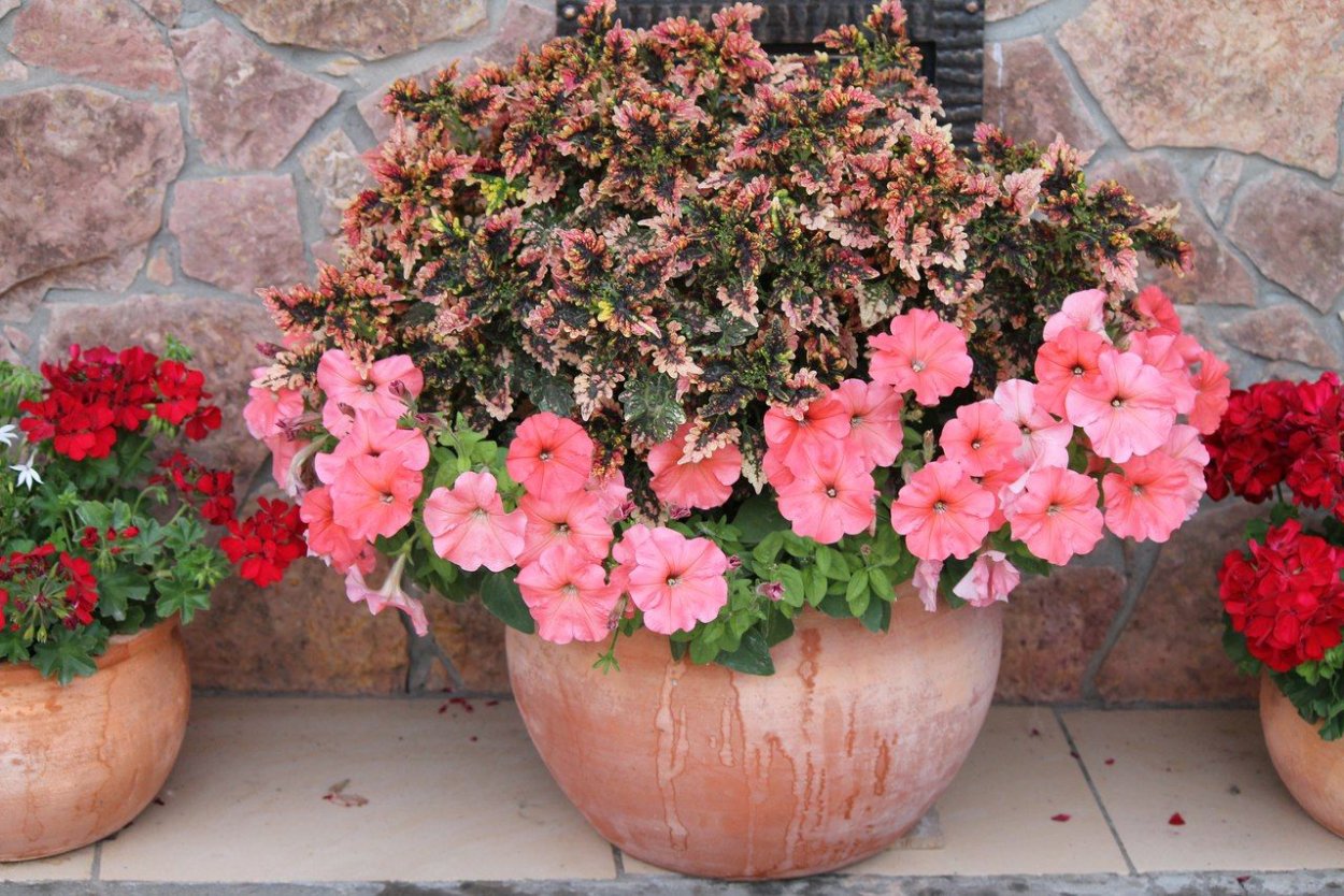 Бегония колеус лобелия