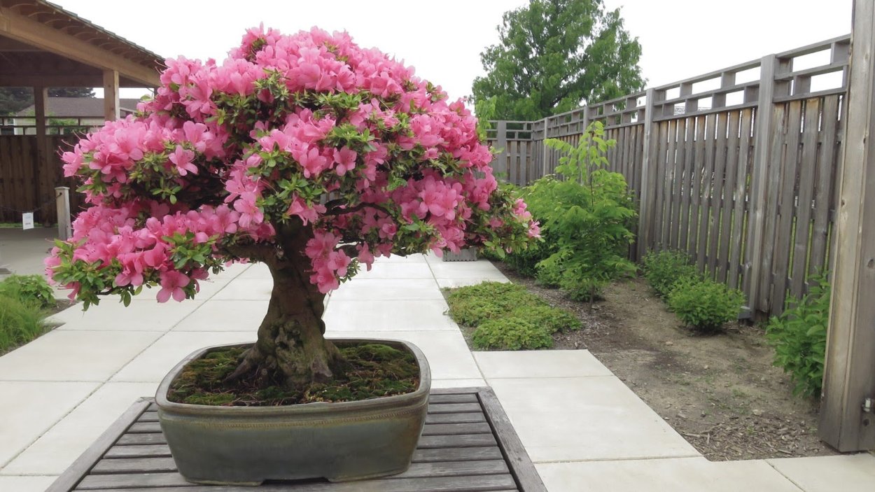 Рододендрон Азалия куст