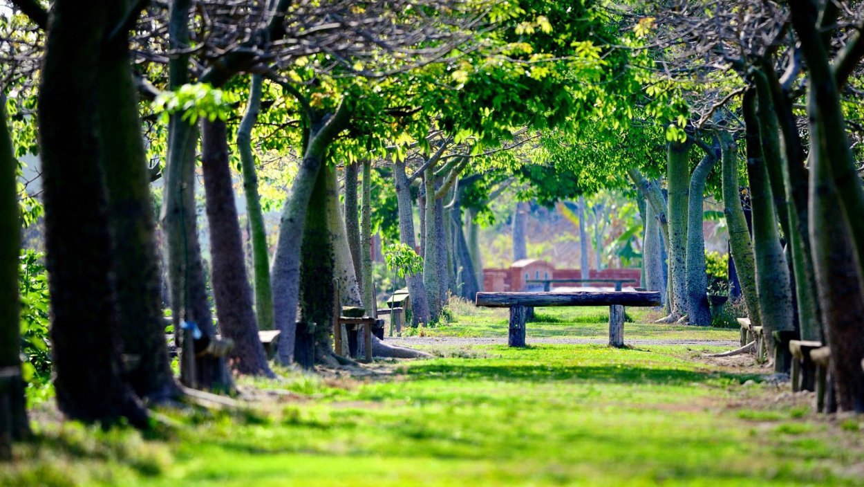 Парк с цветущей сакурой