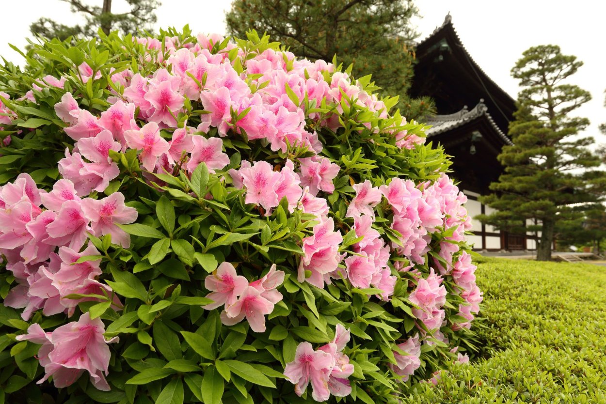 Рододендрон Азалия куст