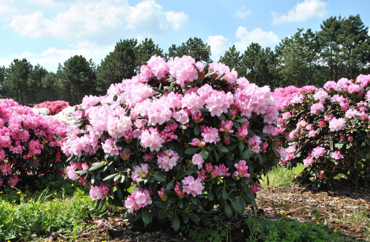 Рододендрон кустарник