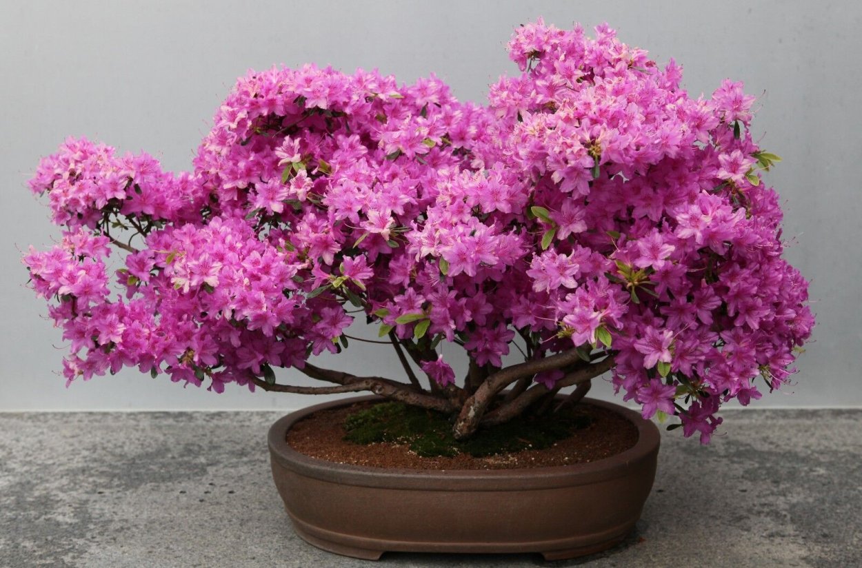 Рододендрон Кенигштайн