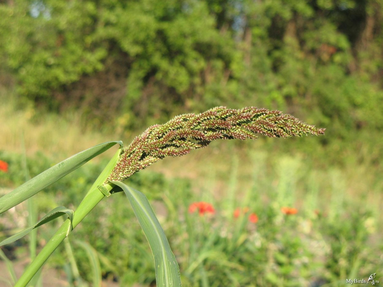 Ежовник петушье просо