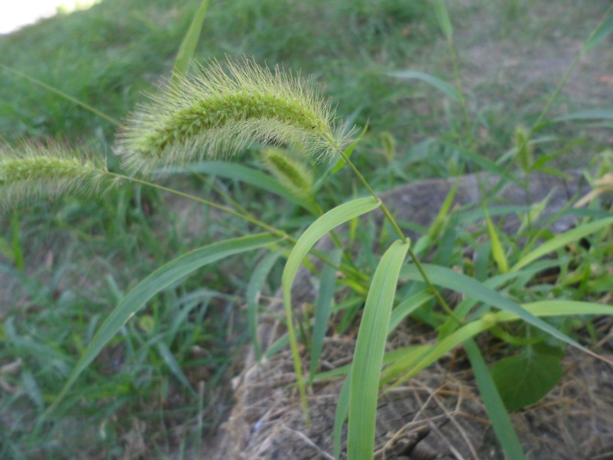 Crabgrass seedhead