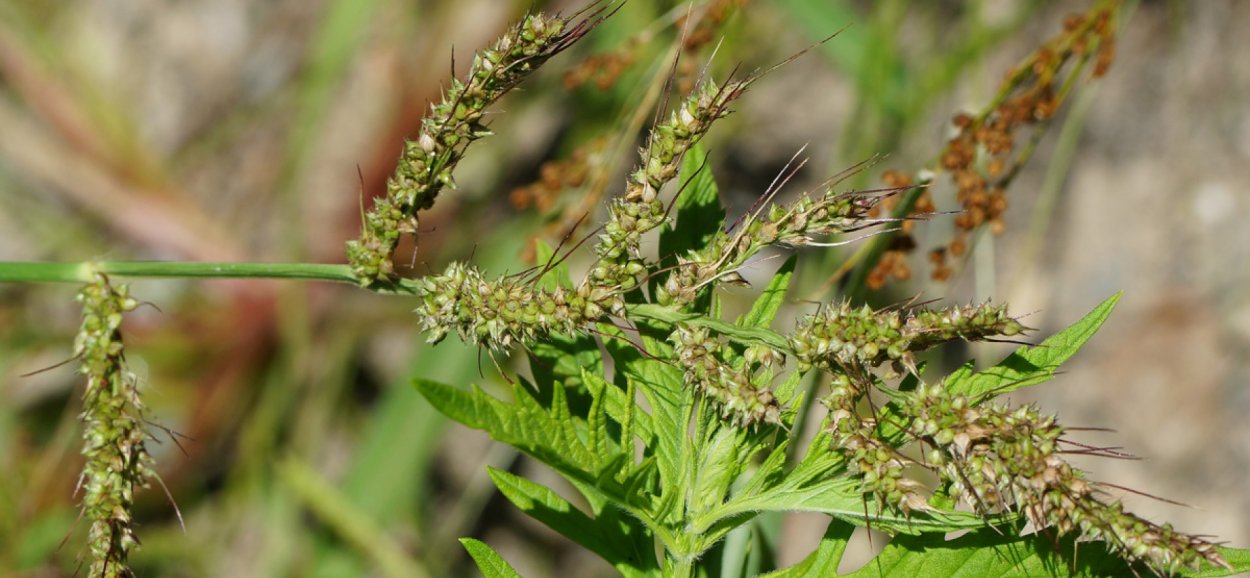 Ежовник петушье просо