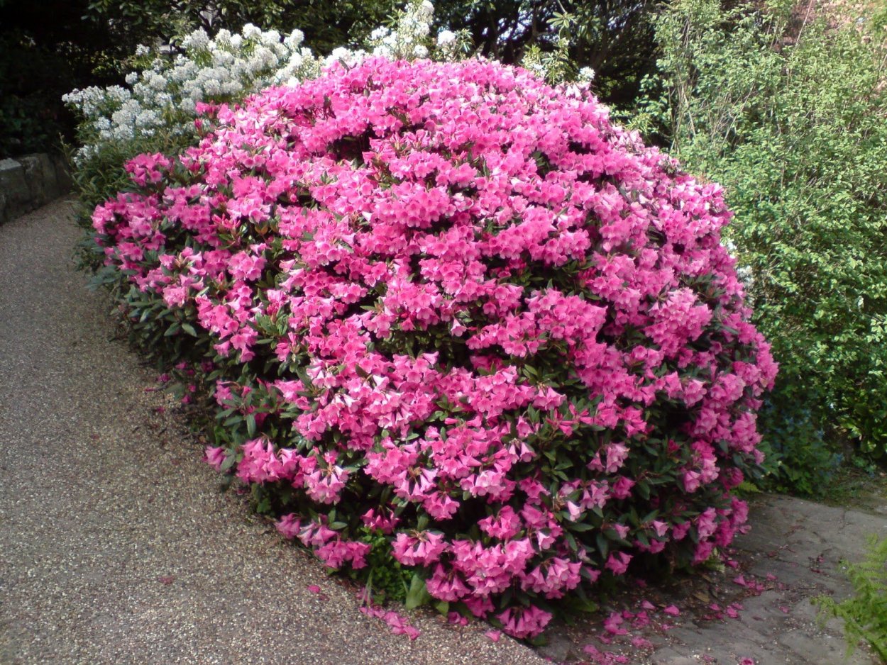 Рододендрон Юниверсити