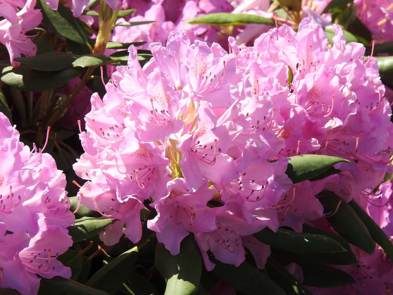 Рододендрон Ледебура