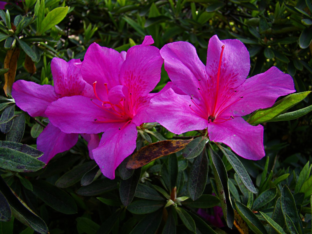 Рододендрон Альпийский