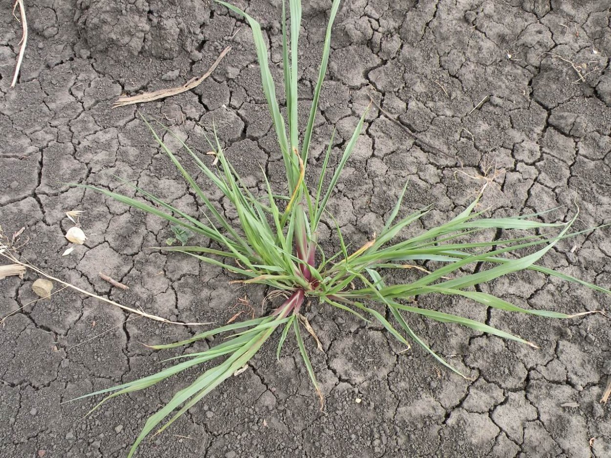 Ежовник обыкновенный