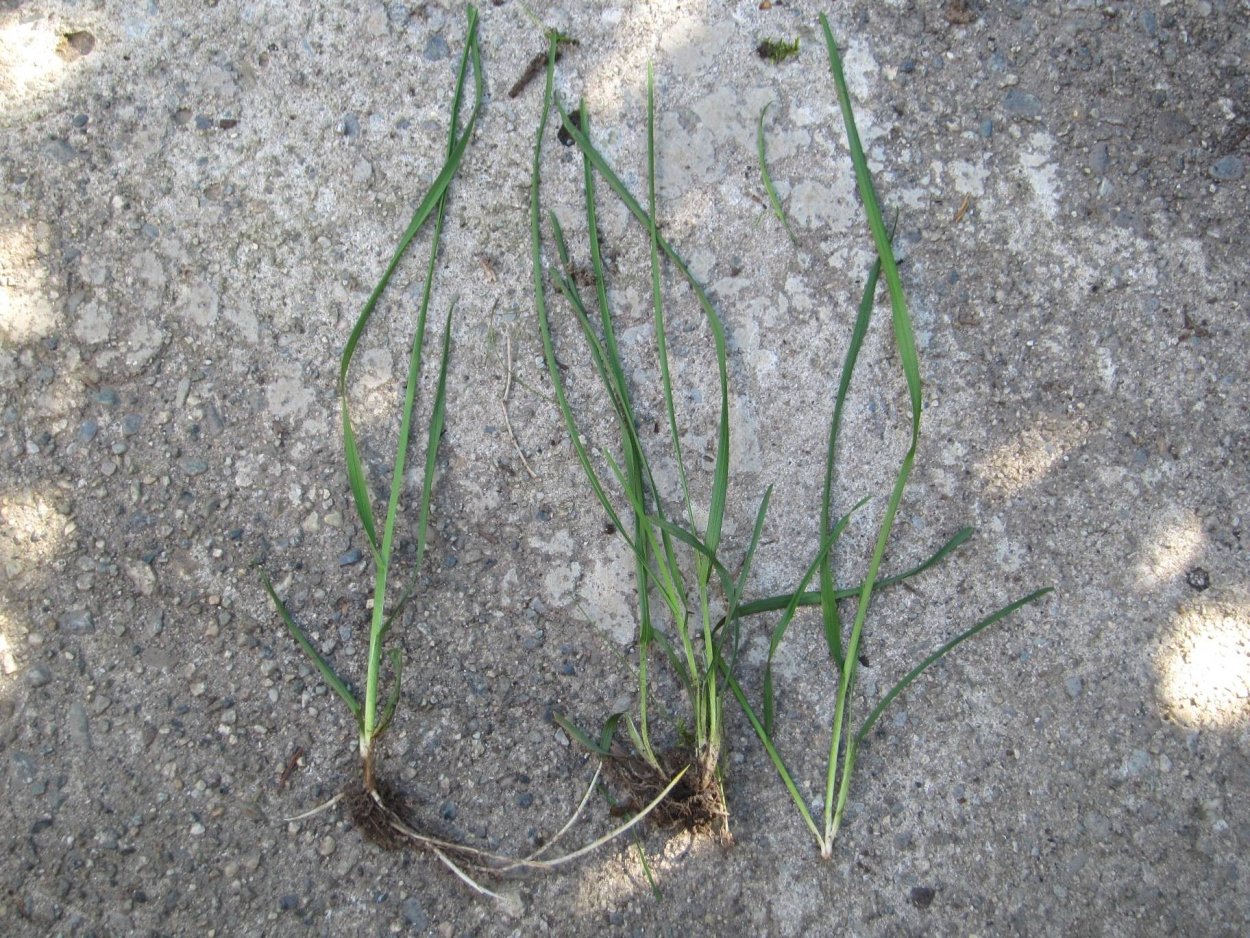 Щетинник зелёный (Setaria viridis)