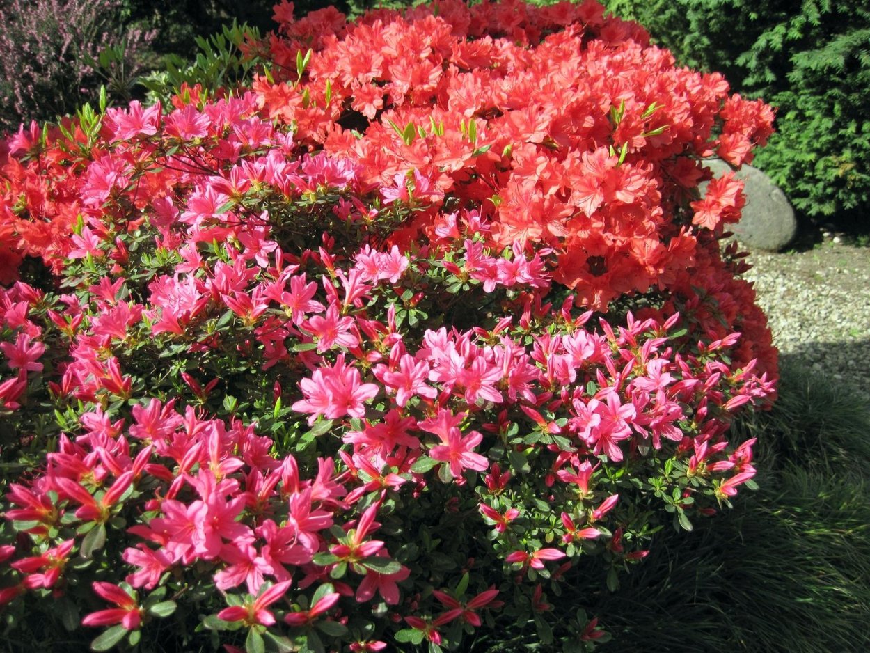 Рододендрон Лесной