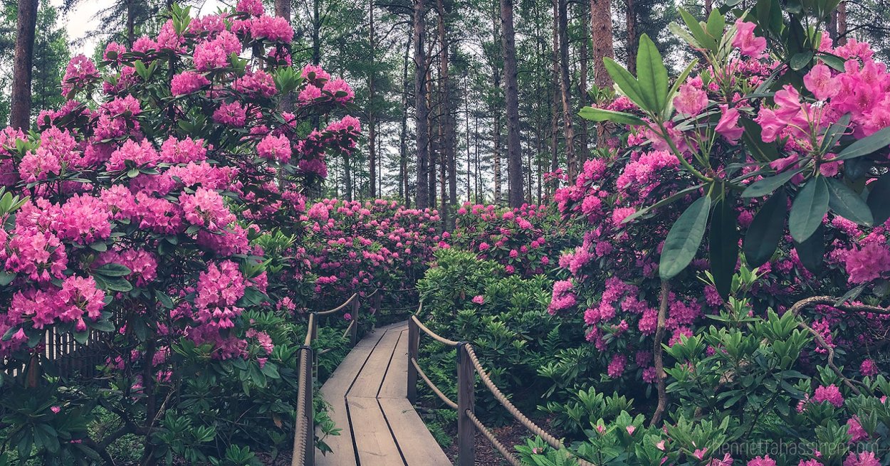 Рододендрон якушиманский