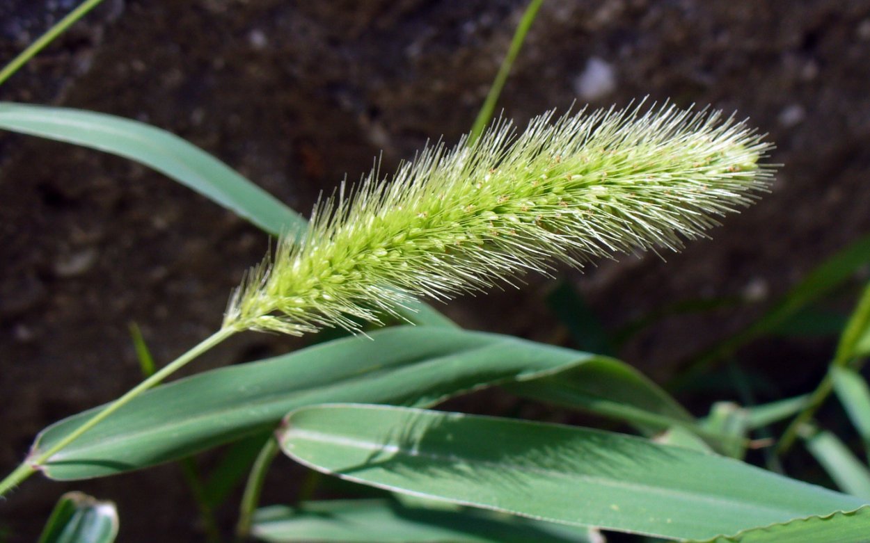 Ежовник обыкновенный (Echinochloa crusgalli)