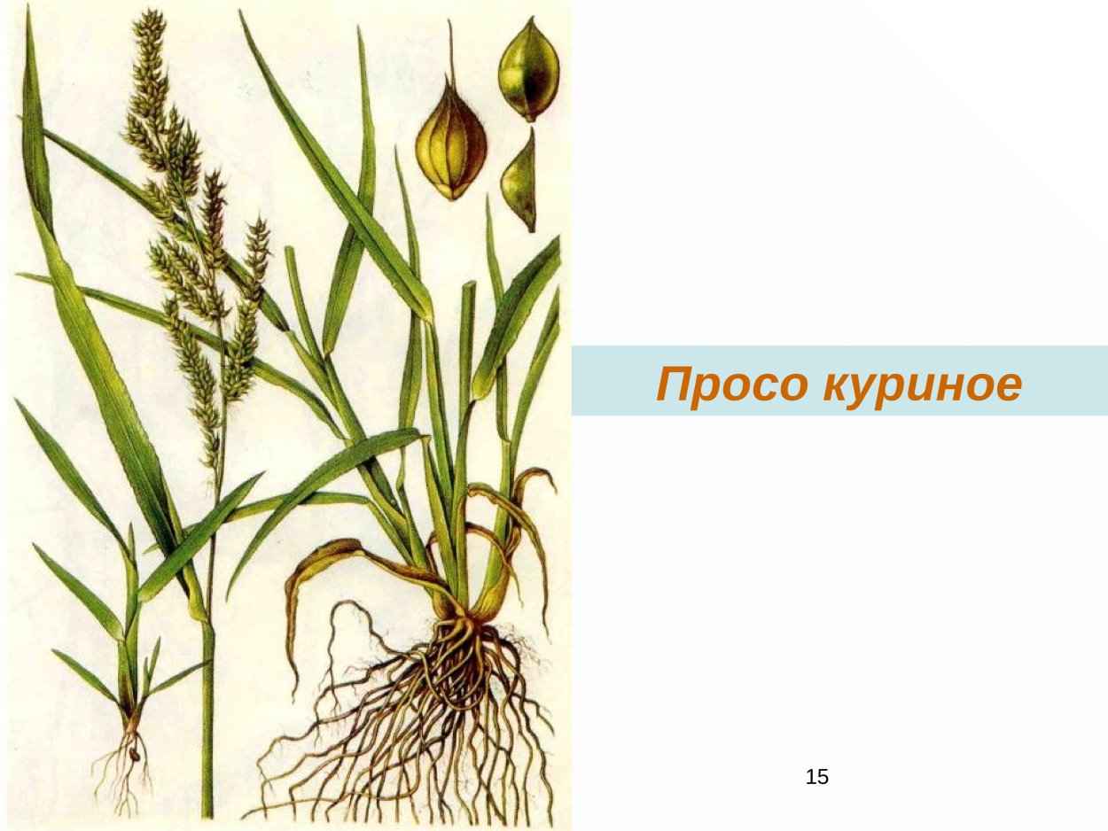 Ежовник сорняк