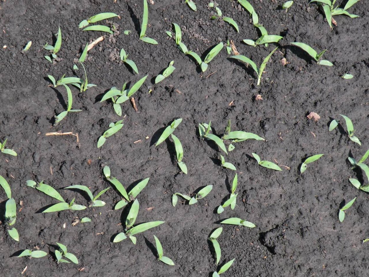 Пырейник высокоарктический