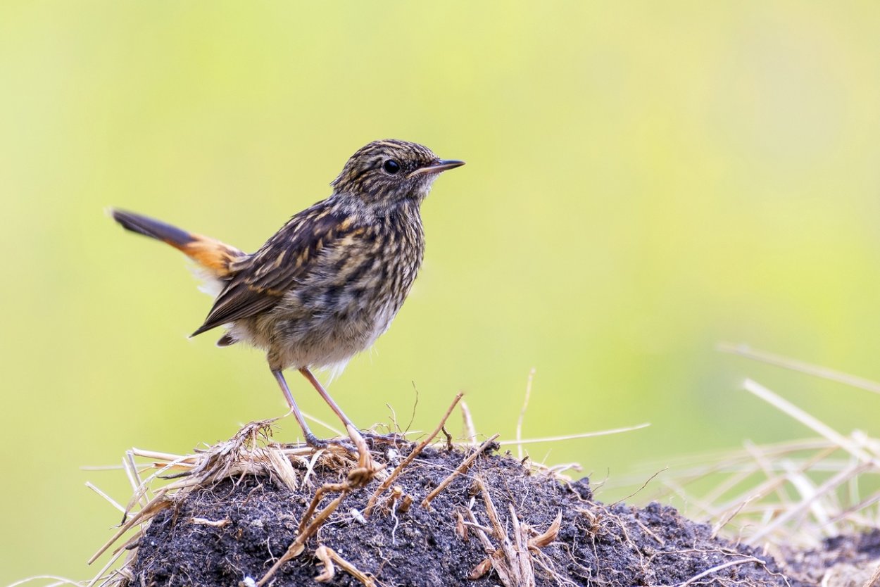 Пырей Свинорой