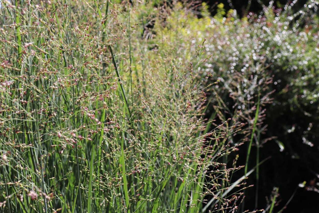 Щетинник сизый - Setaria glauca