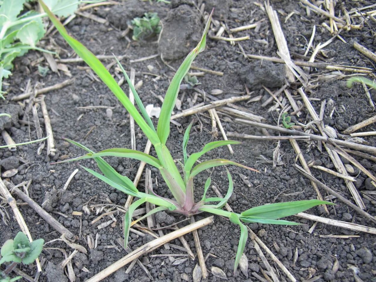 Плоскуха сорняк