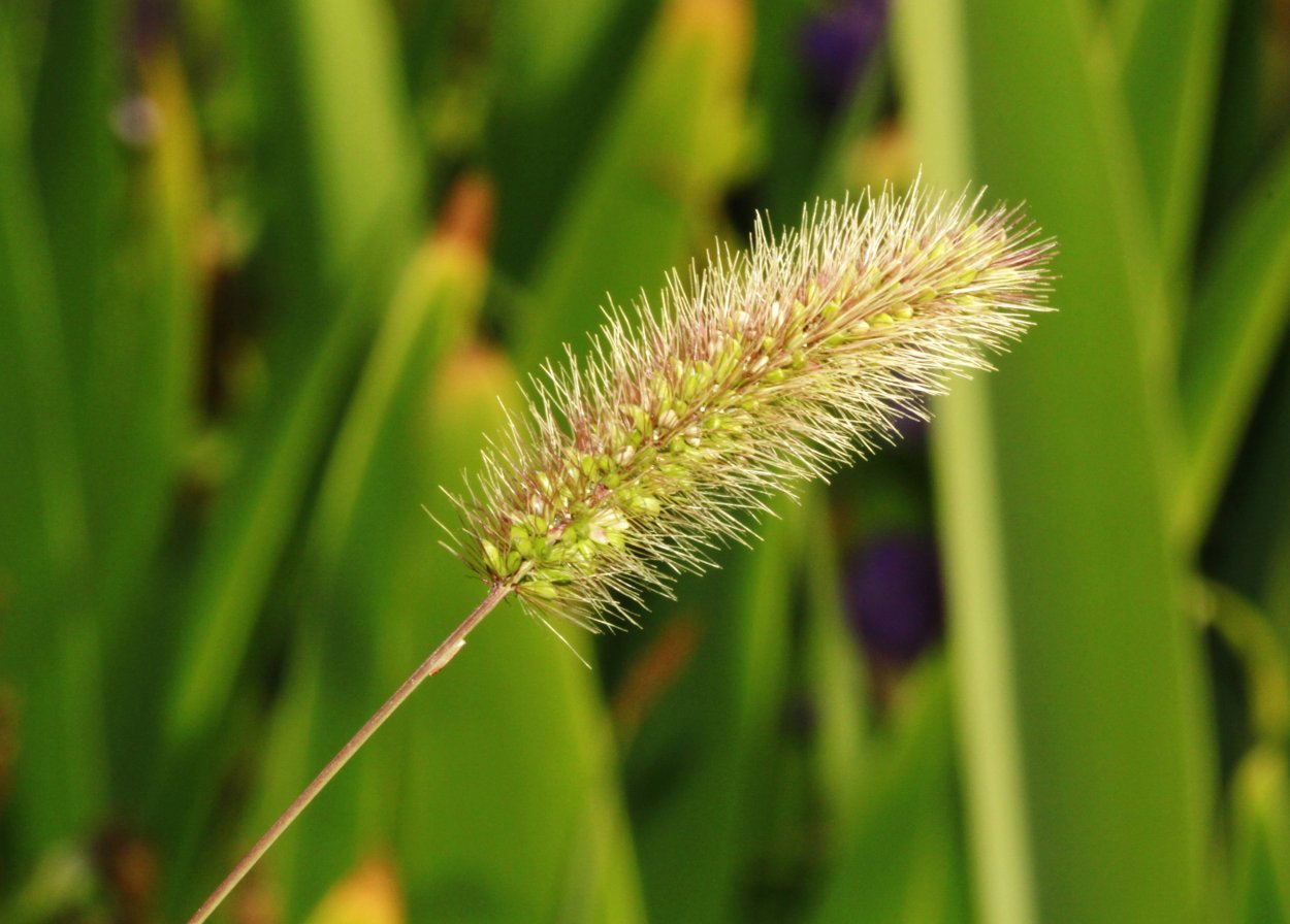 Echinochloa colonum