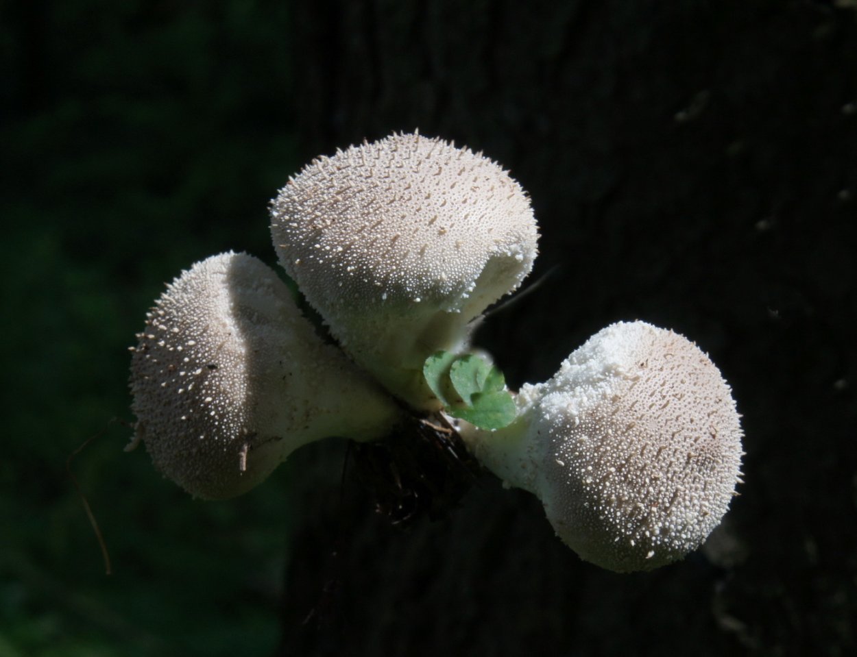 Дедушкин табак гриб съедобный