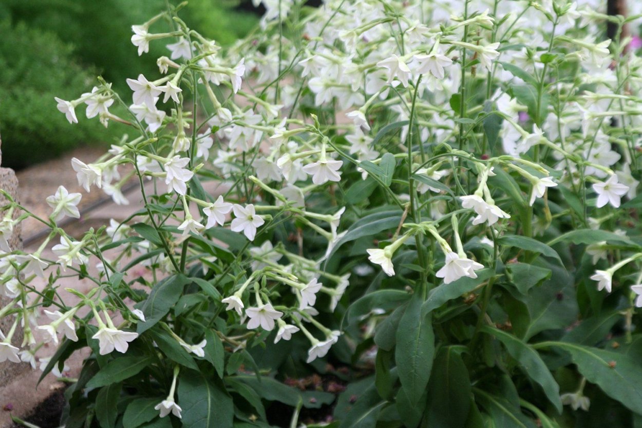 Сорт табака Вирджиния Голд