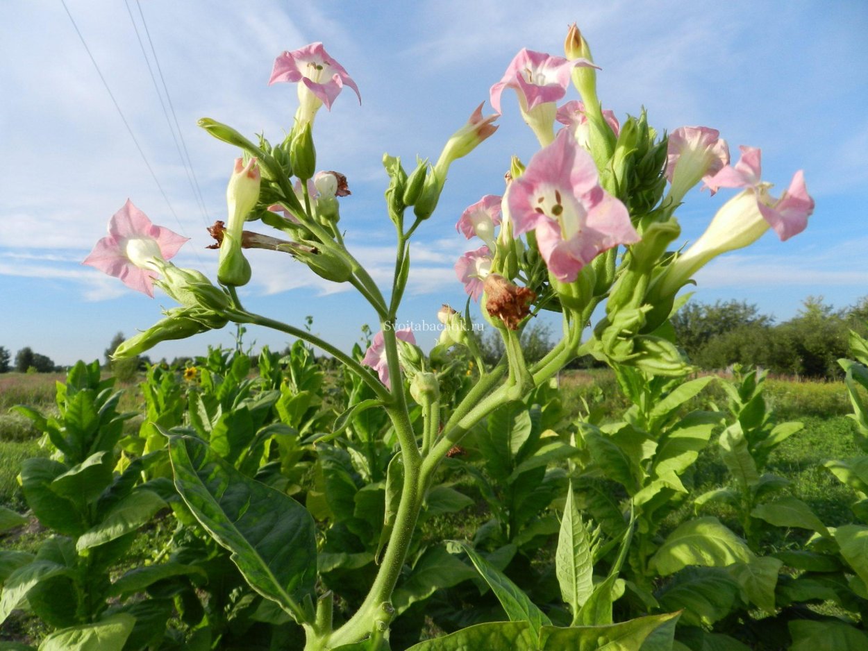 Nicotiana tabacum n.suaveolens