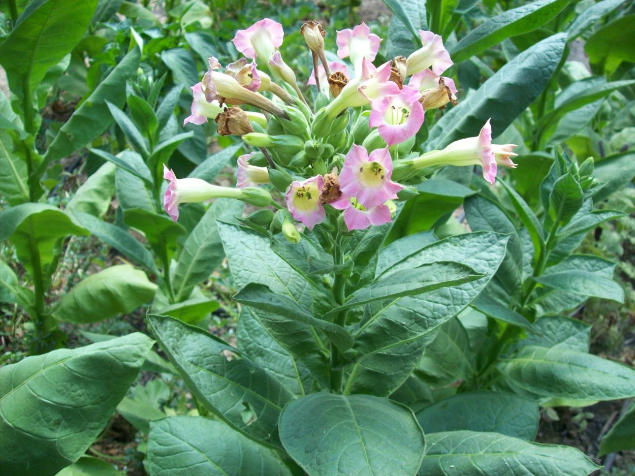 Турецкий табак Nicotiana tabacum.,