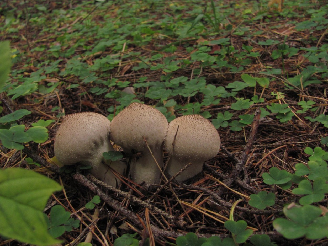 Табак махорка (Nicotiana Rustica l.)