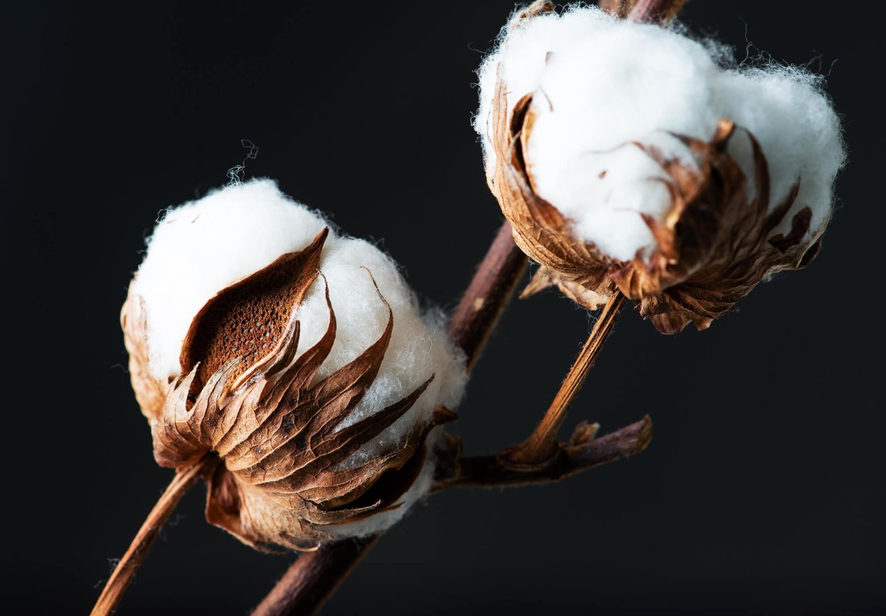 Табак душистый сенсейшен